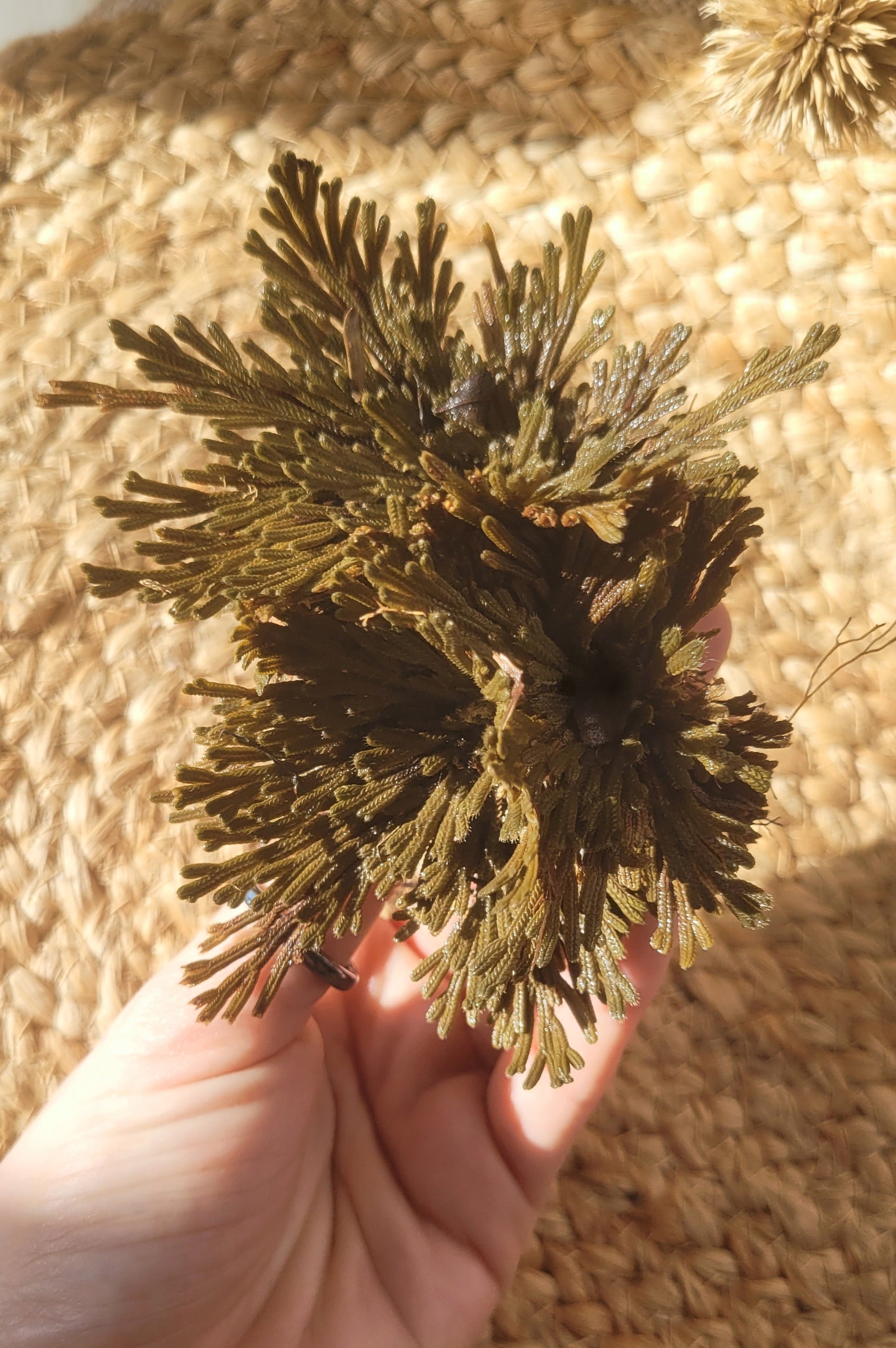Rose of Jericho - small // resurrection plant