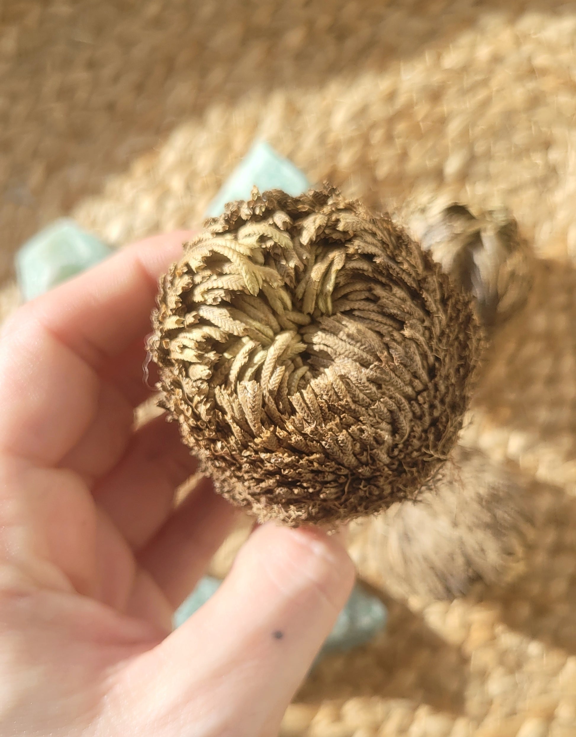 Rose of Jericho - small // resurrection plant