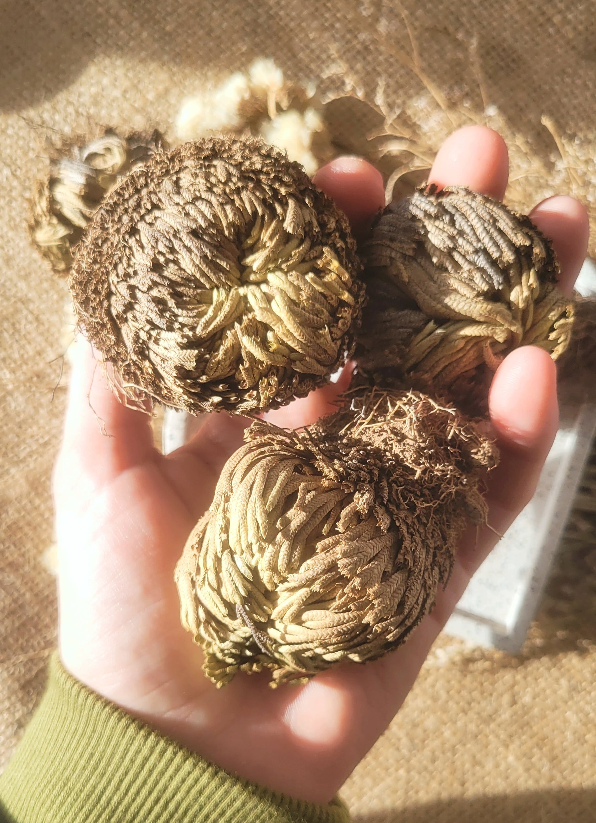 Rose of Jericho - small // resurrection plant